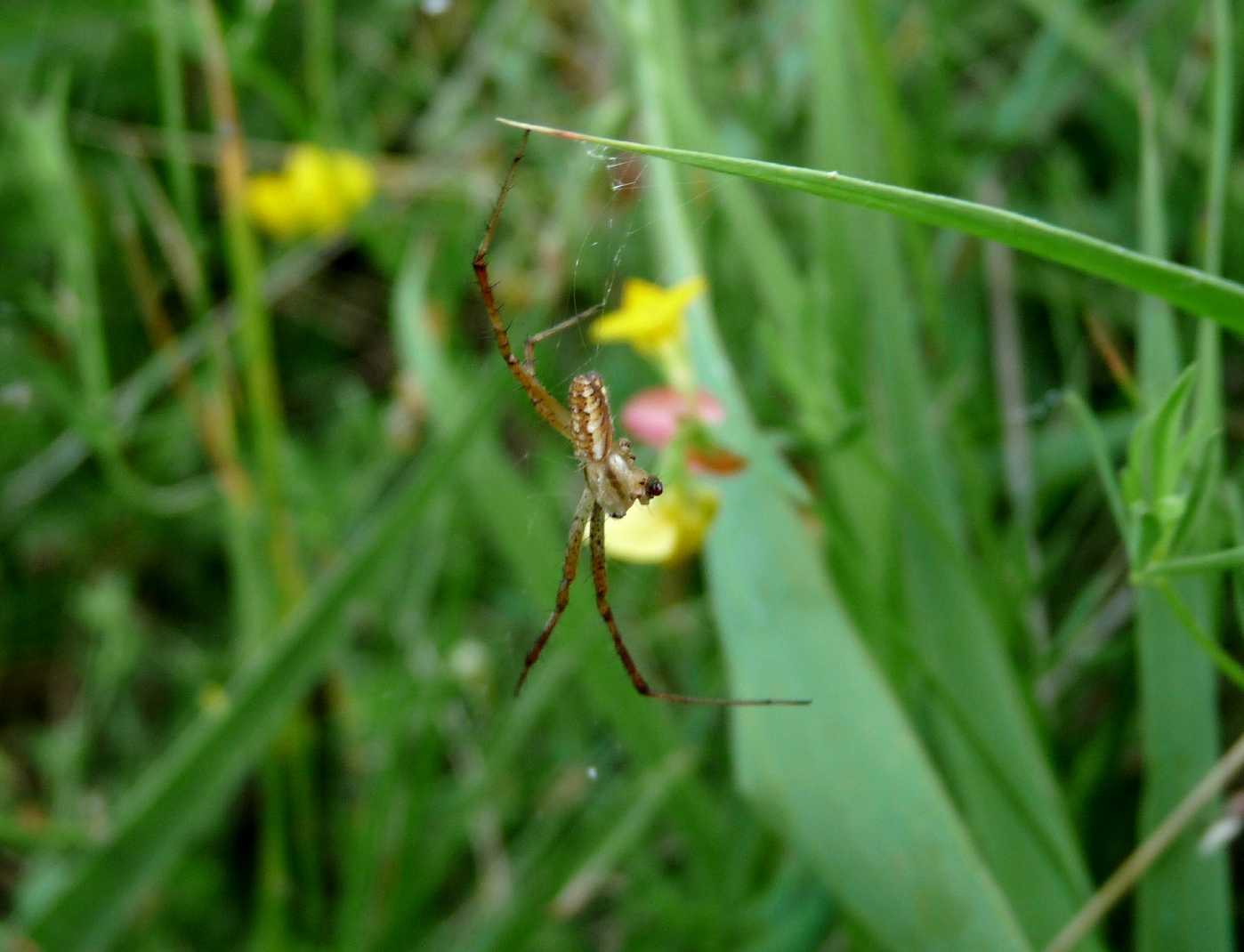 Il paradiso delll''Argiope